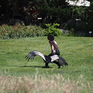 Morning bird show - Trainer and Andean condor (Vultur gryphus), 2024-05-23