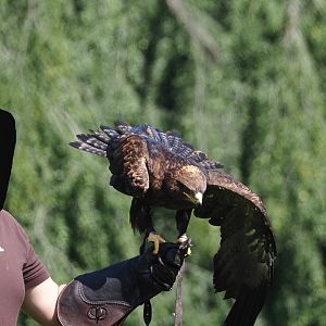 Morning bird show - Steppe eagle (Aquila nipalensis), 2024-05-23