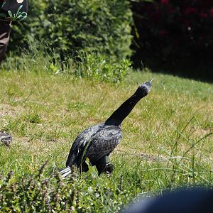 Morning bird show - Eurasian great cormorant (Phalacrocorax carbo sinensis), 2024-05-23
