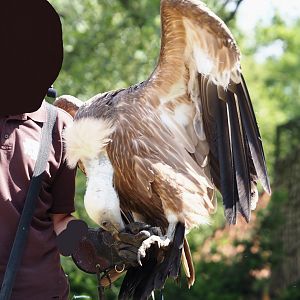 Morning bird show - Western Eurasian griffon vulture (Gyps fulvus fulvus), 2024-05-23