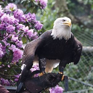 Morning bird show - Bald eagle (Haliaeetus leucocephalus), 2024-05-23