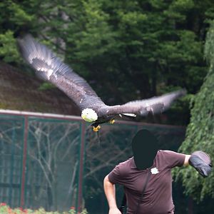 Morning bird show - Bald eagle (Haliaeetus leucocephalus), 2024-05-23