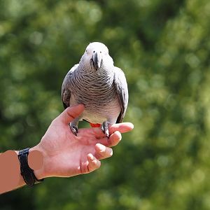 Morning bird show - Congo African grey parrot (Psittacus erithacus), 2024-05-23