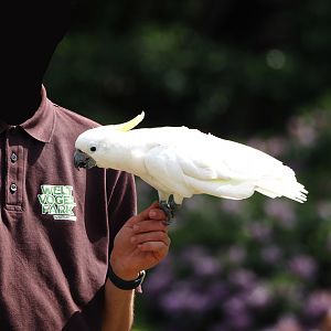 Morning bird show - Greater sulphur-crested cockatoo (Cacatua galerita), 2024-05-23