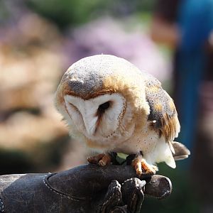 Morning bird show - Barn owl (Tyto alba), 2024-05-23
