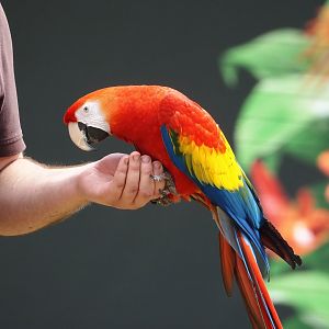 Morning bird show - Scarlet macaw (Ara macao), 2024-05-23