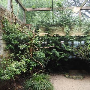 First aviary behind the Rosencafé - Reeves's pheasants, 2024-05-22