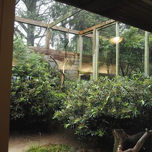 First aviary behind the Rosencafé - Reeves's pheasants, 2024-05-22