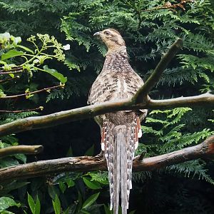 Female Reeves's pheasant (Syrmaticus reevesii), 2024-05-22