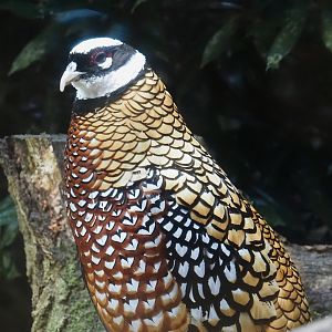 Male Reeves's pheasant (Syrmaticus reevesii), 2024-05-22