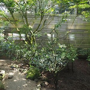 Second aviary behind the Rosencafé - Himalayan monal, Stock dove, Rufous treepie and Red-billed blue magpie, 2024-05-23