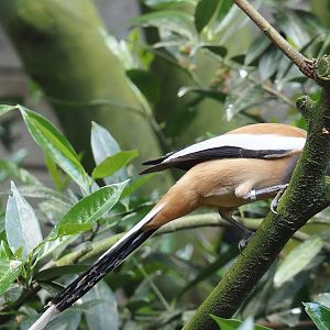 Rufous treepie (Dendrocitta vagabunda), 2024-05-23