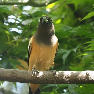 Rufous treepie (Dendrocitta vagabunda), 2024-05-23