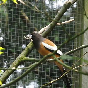 Rufous treepie (Dendrocitta vagabunda), 2024-05-23