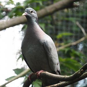 Stock dove (Columba oenas), 2024-05-23