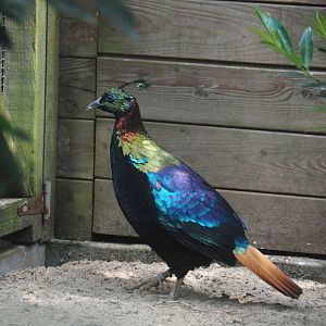 Male Himalayan monal (Lophophorus impejanus), 2024-05-23