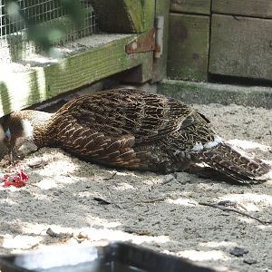 Female Himalayan monal (Lophophorus impejanus), 2024-05-23