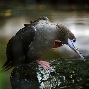 Red-footed Booby Scratching