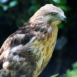Japanese Buzzard (Buteo japonicus)