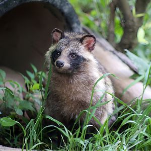 Raccoon Dog