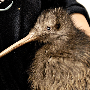 Kiwi II - Paignton Zoo 2024