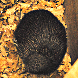 Kiwi from above - Paignton Zoo 2024