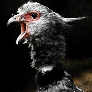 Crested Screamer - Paignton Zoo 2024