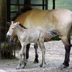 Przewalski's Horse Foal