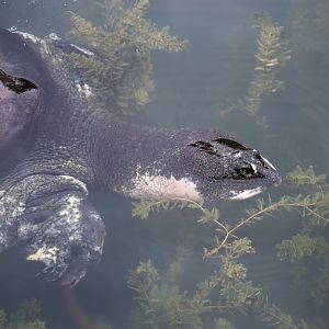 Giant Softshell Turtle Portrait
