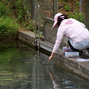 Giant Softshell Turtle Feeding
