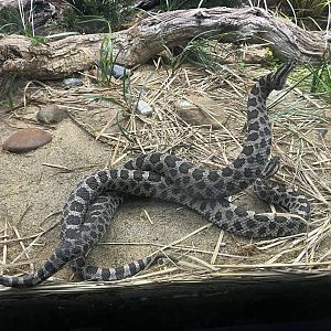 Eastern massasauga pair