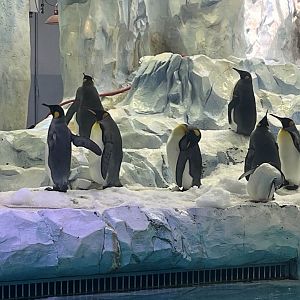 King penguins