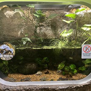 Lake Titicaca frog exhibit