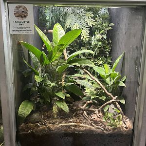 European legless lizard exhibit