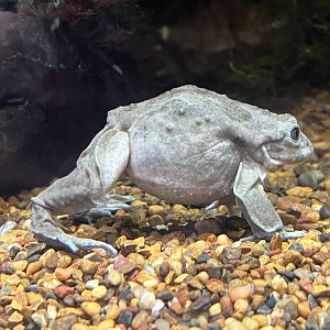 Lake Titicaca frog