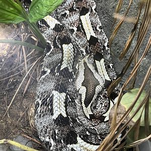 Rhinoceros viper