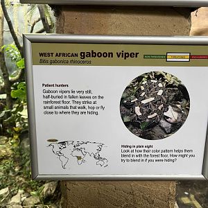 West African gaboon viper signage