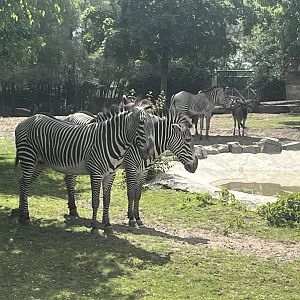 Grevy's zebra plus wildebeest