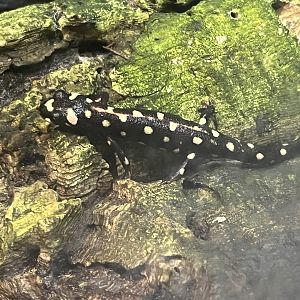 Emperor spotted newt