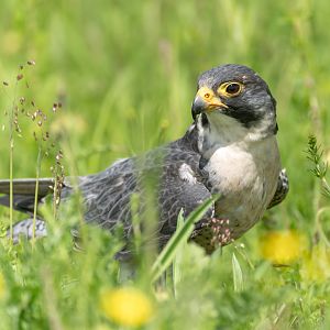 Peregrine falcon, Hawk conservancy trust, UK
