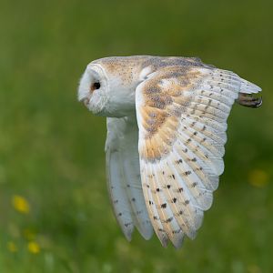 Barn owl, Hawk conservancy trust, UK