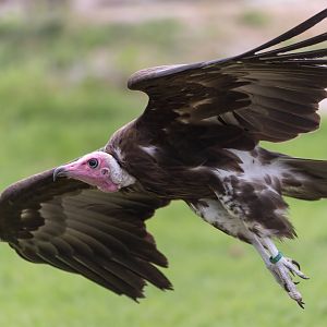 Hooded vulture, Hawk conservancy trust, UK