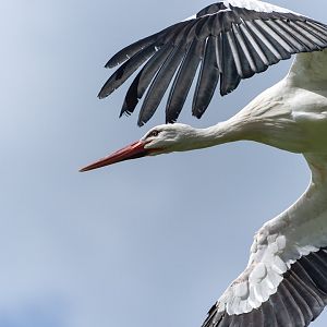 White stork, Hawk conservancy trust, UK
