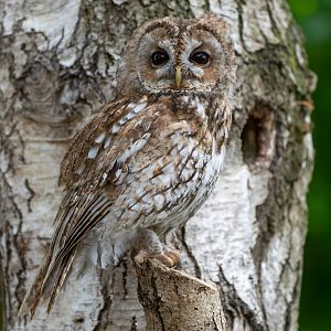 Tawny owl, Hawk conservancy trust, UK