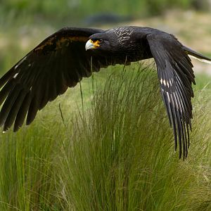 Straited Caracara, Hawk conservancy trust, UK