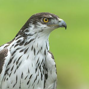African hawk eagle, Hawk conservancy trust, UK