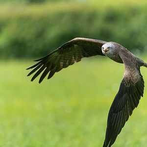 Black kite, Hawk conservancy trust, UK