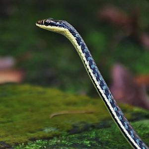 Wild Painted Bronzeback (Dendrelaphis pictus)