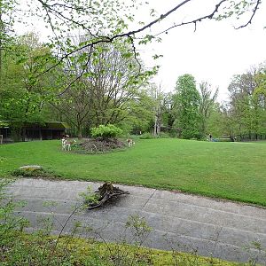 Mhorr gazelle enclosure