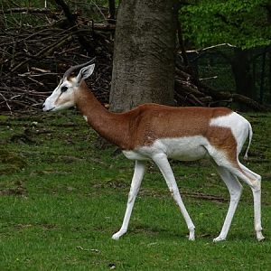 Mhorr gazelle (Nanger dama mhorr)